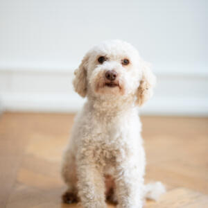 Sammy der Pudel